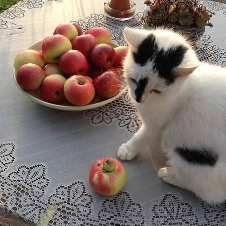 Casa Anna Διαμέρισμα *