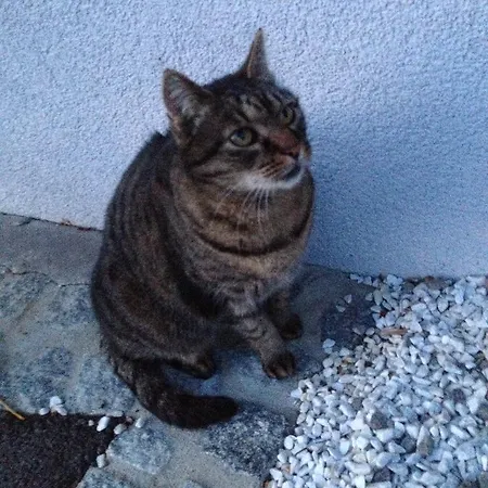 Casa Anna Διαμέρισμα Bad Gleichenberg