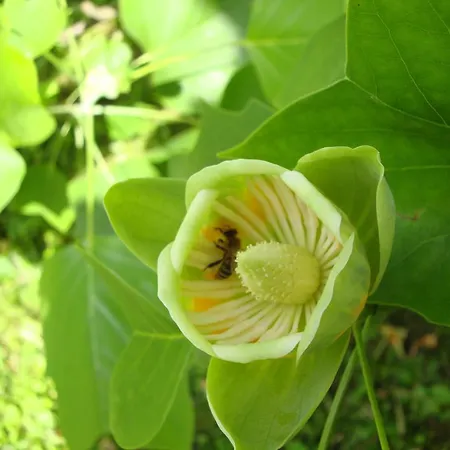 Appartamento Casa Anna Bad Gleichenberg